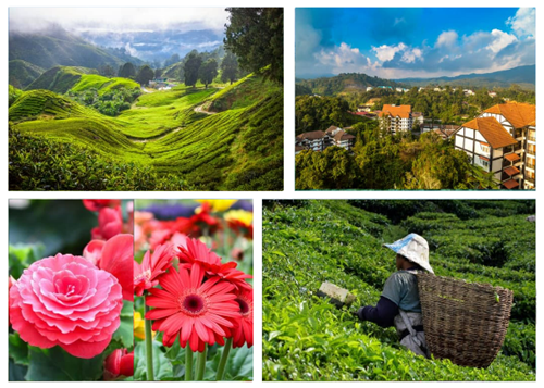 Best Things to do in Malaysia—Cameron Highlands